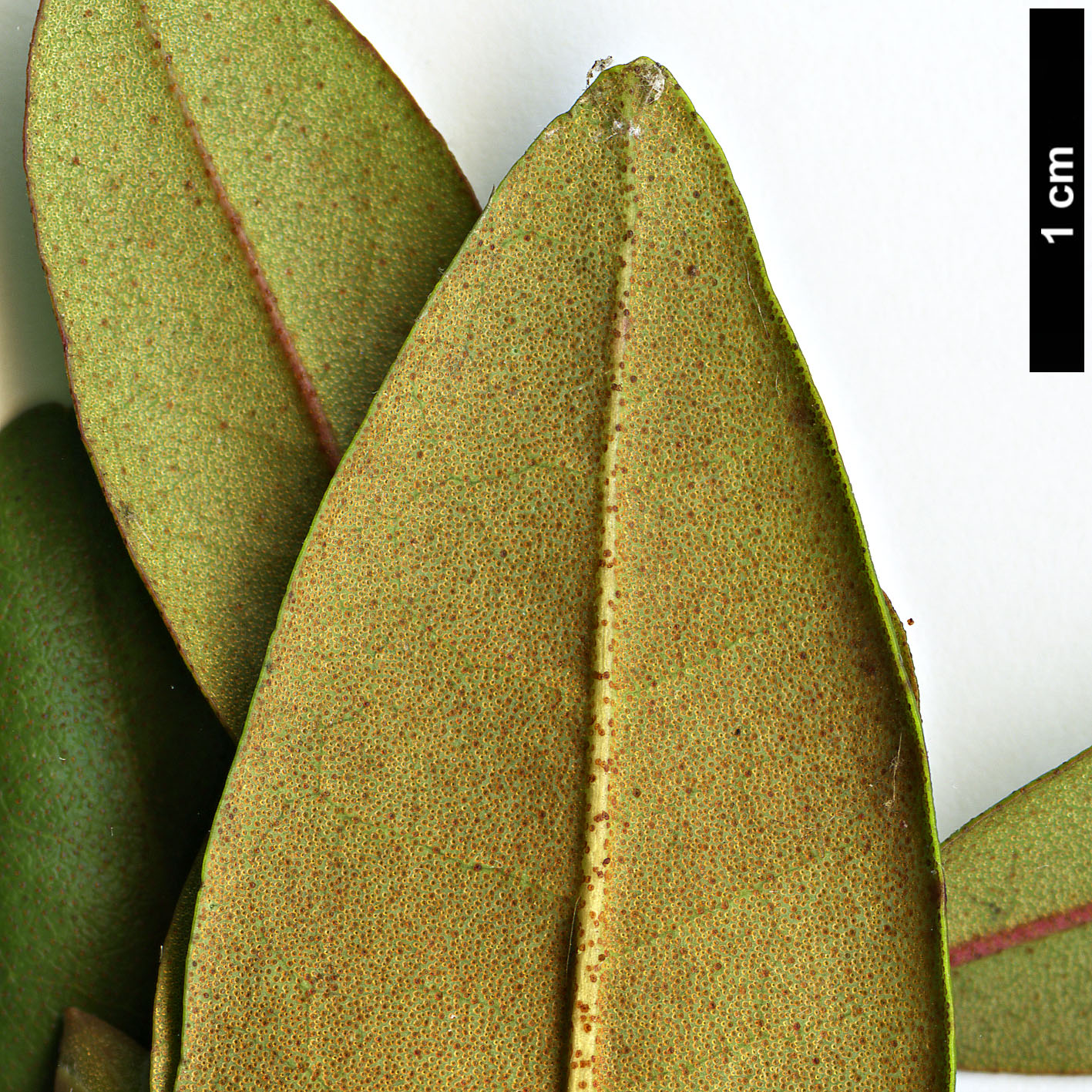 High resolution image: Family: Ericaceae - Genus: Rhododendron - Taxon: minus - SpeciesSub: var. chapmanii High resolution image: Family: Ericaceae - Genus: Rhododendron - Taxon: minus - SpeciesSub: var. chapmanii